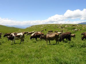 armenian-cows-in-the-meadow-770x_