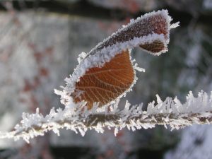 ice-leaf-frozen-winter-770x_